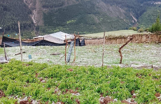 GRANIZADA DESTRUYE SEMBRÍOS EN SAN MIGUEL DE CHACCRAMPA Y TUMAYHUARACA